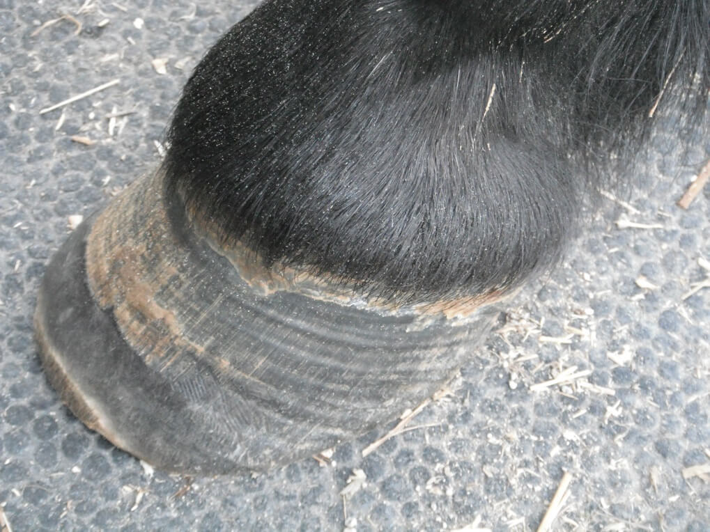 Cyri showing 10 months hoof growth