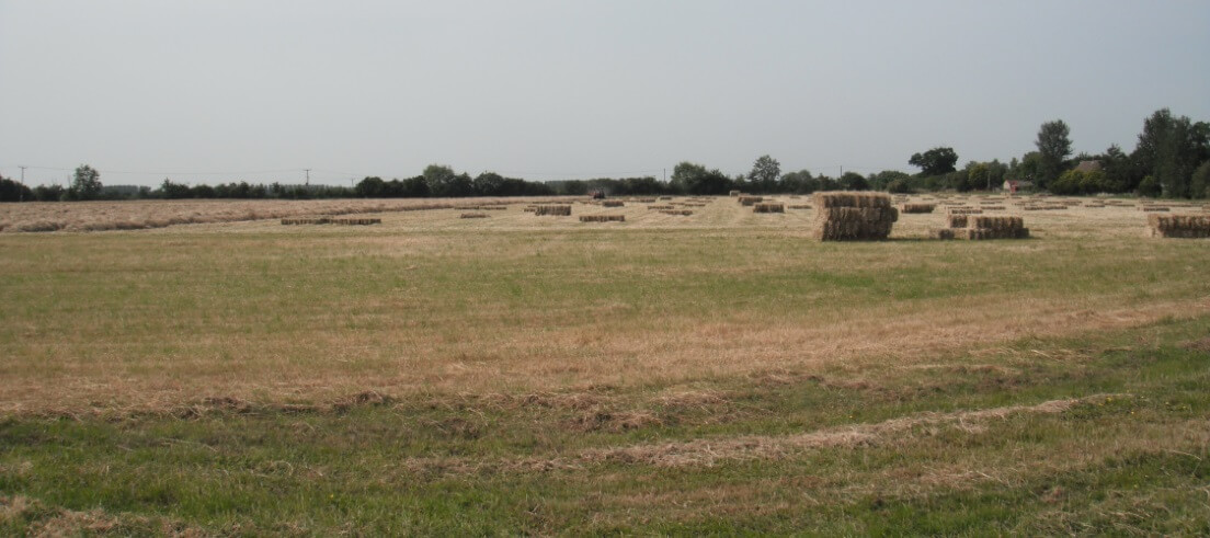 Our fields at Harvest