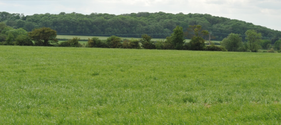 Our fields during Summer