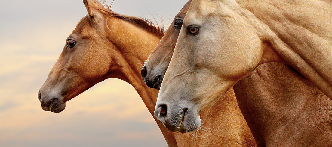 Horses galloping, viewing only the heads